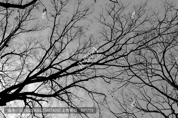 枯树,黑白树