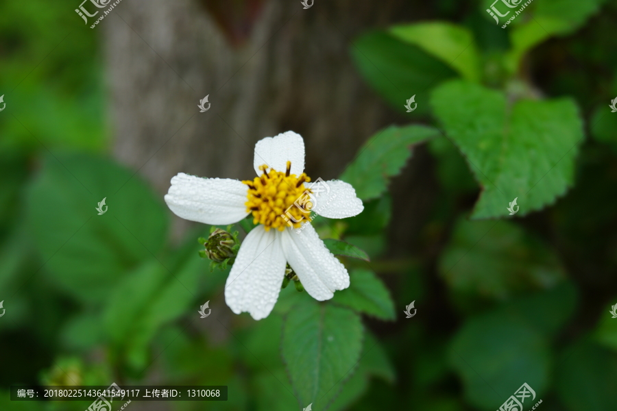 鬼针草,野花