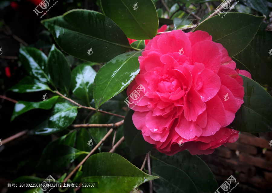 山茶花