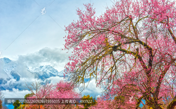 高原桃花开