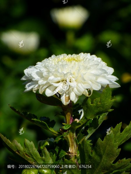 白色菊花