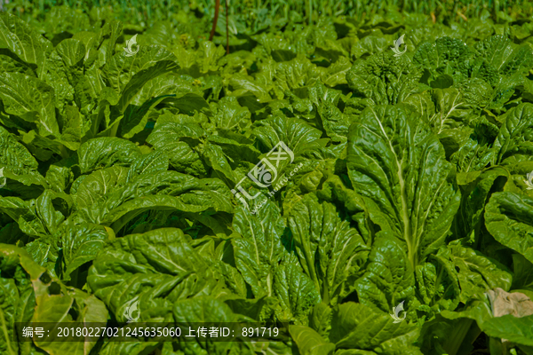 种植基地,菜地,蔬菜,菜园