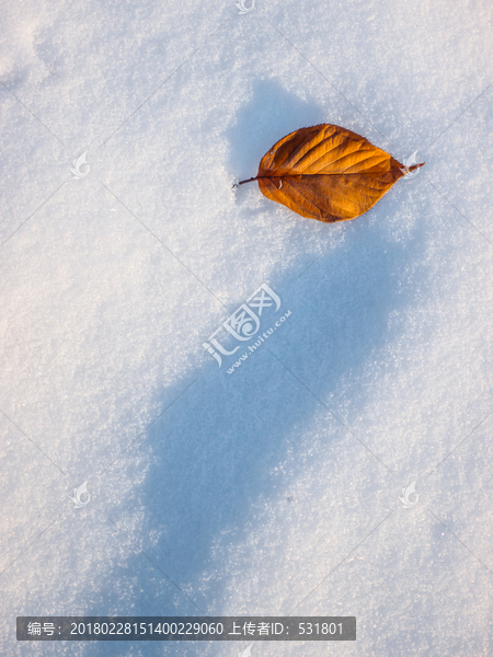 雪地里的落叶