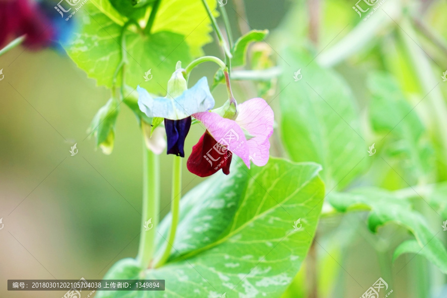 兰豆,兰豆花,兰豆苗