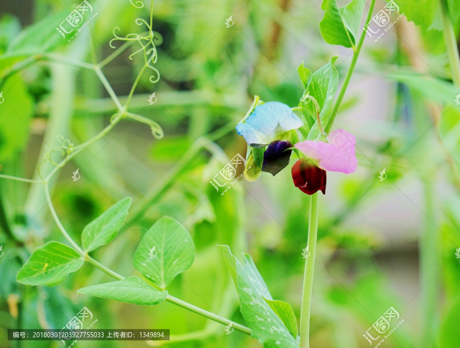 兰豆,兰豆花,豆苗