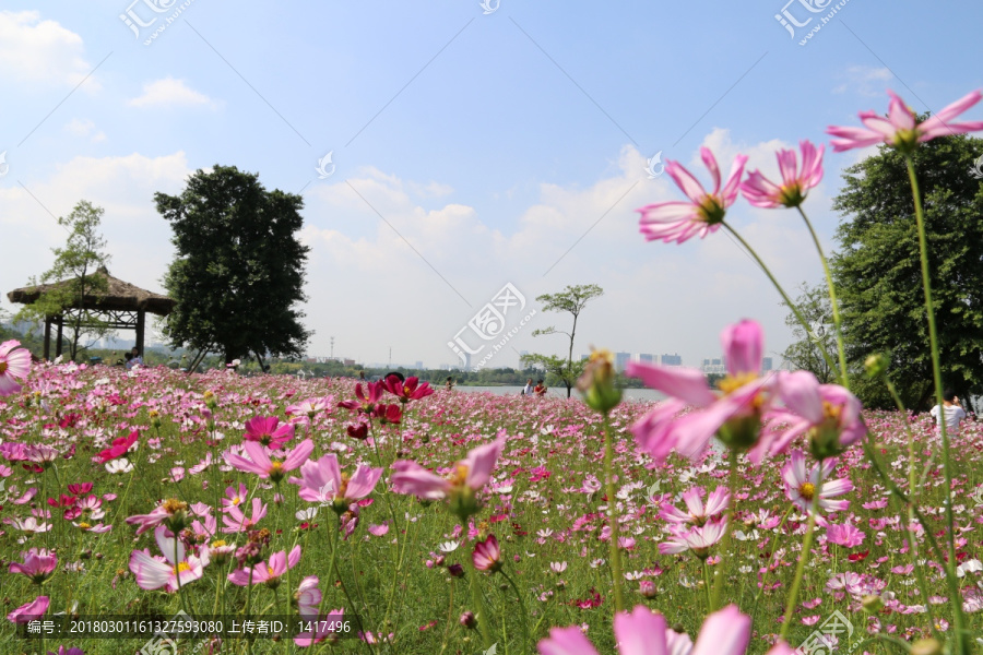 格桑花特写