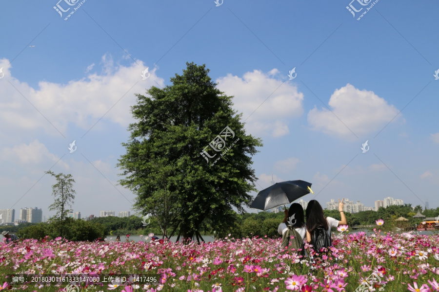 格桑花