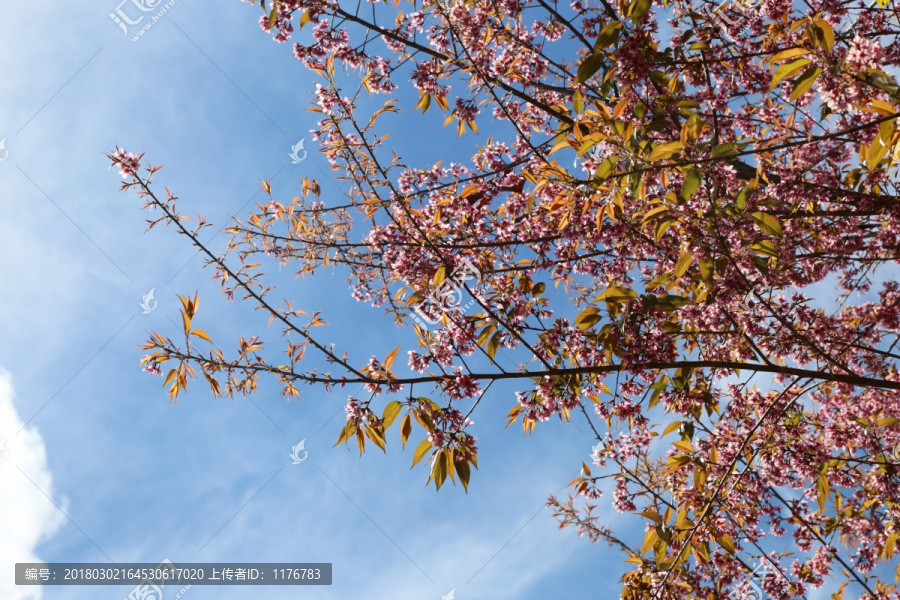 冬樱花,樱花,云南云南樱花,蓝