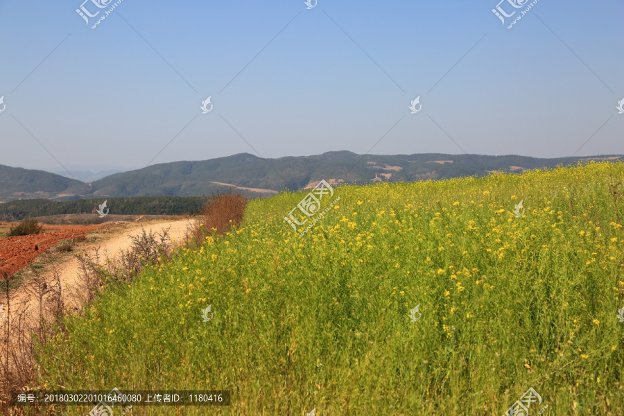 油菜花田