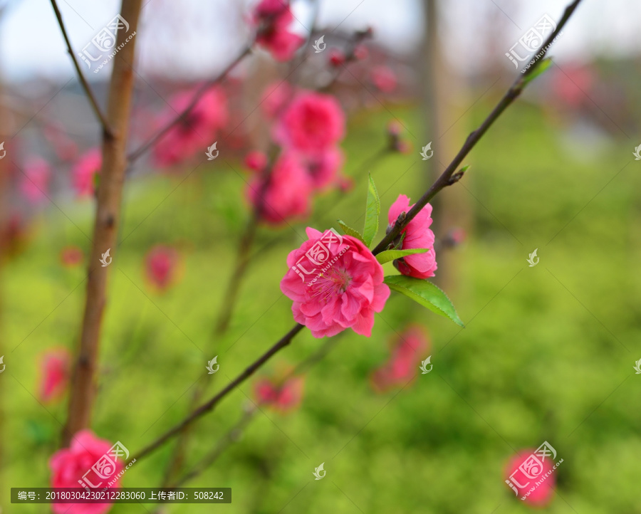 桃花