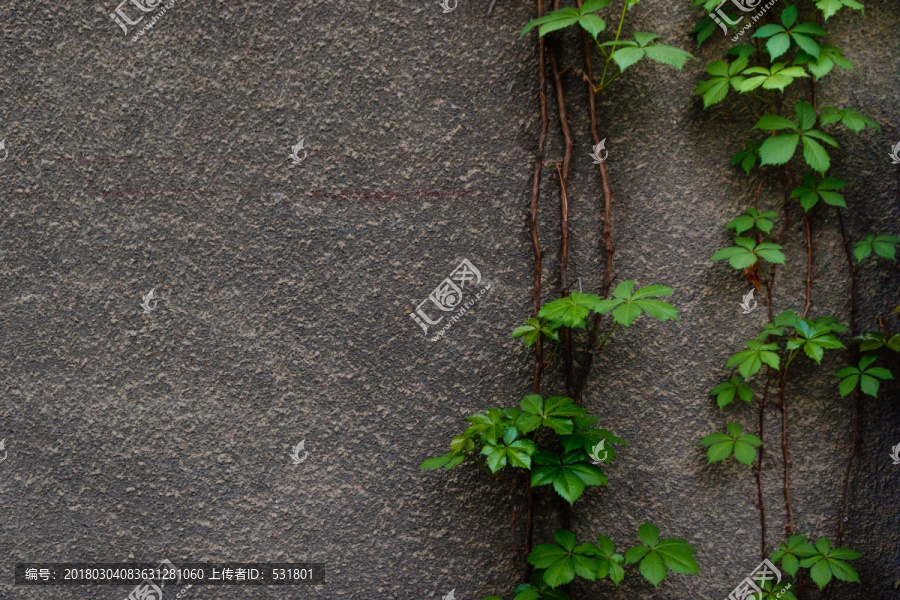 爬山虎,绿色植物墙