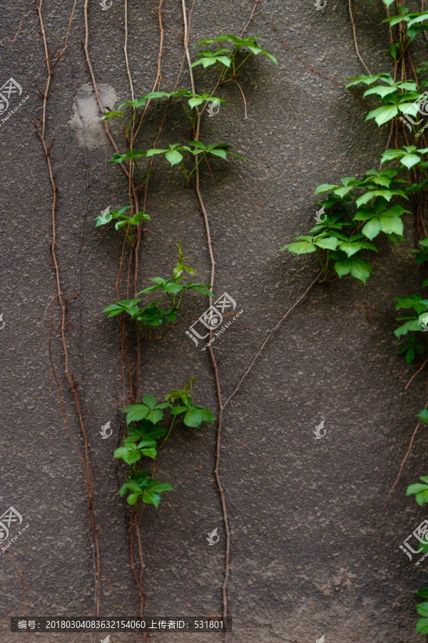 爬山虎,绿色植物墙