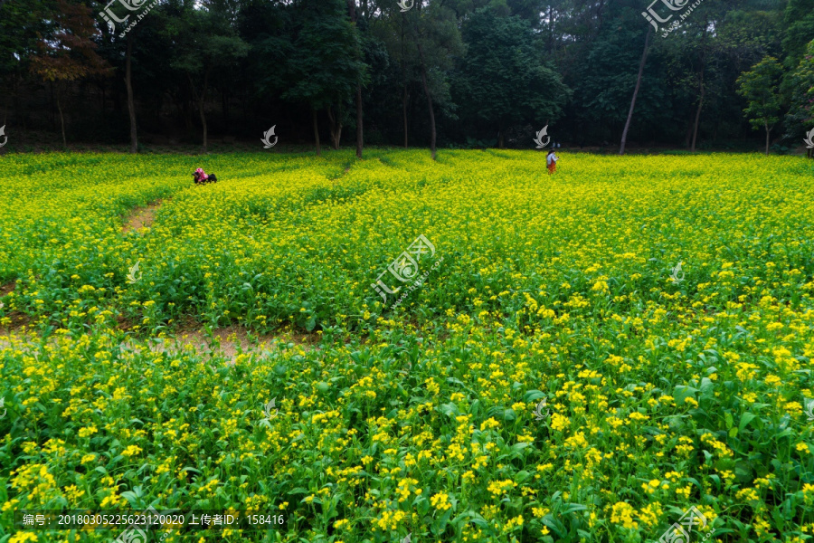 油菜花菜园菜地