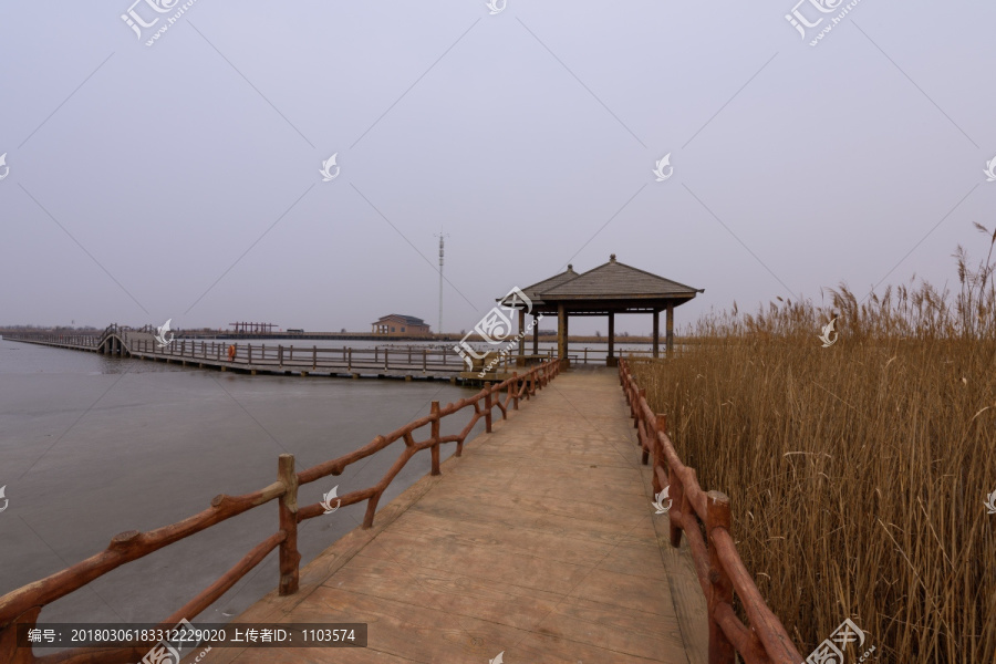 黄河入海口湿地