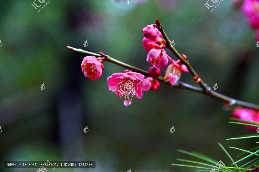 梅花,腊梅