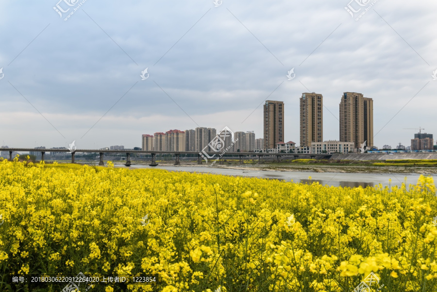 岷江城市油菜花夜景