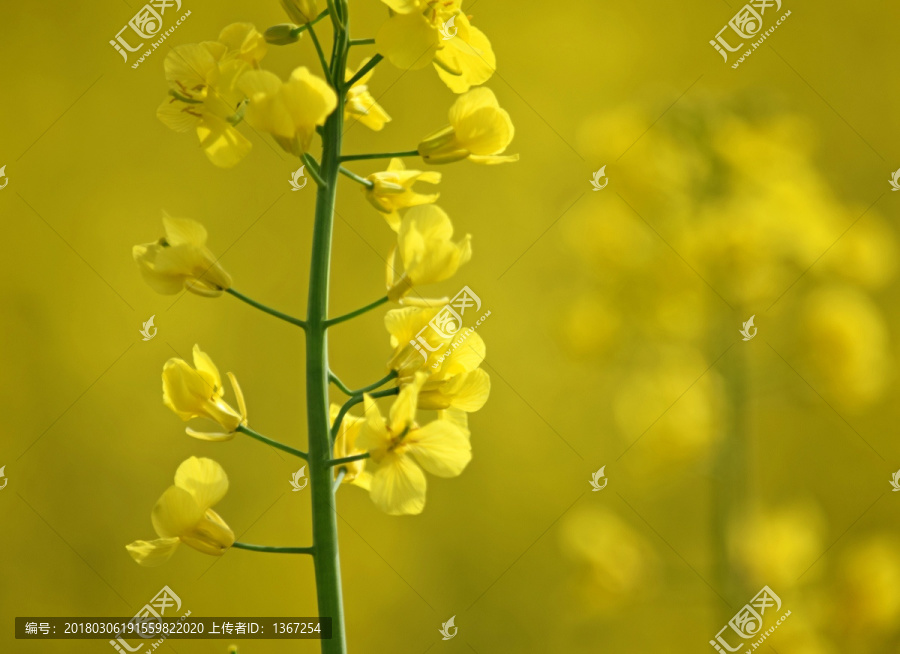 油菜花地,婺源油菜花,春天花朵