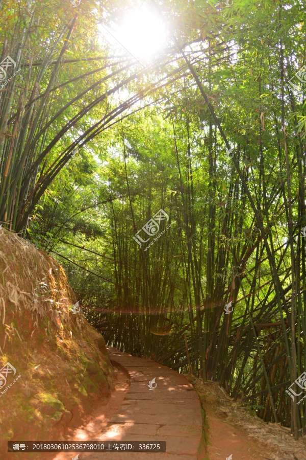 阳光,竹林,石板小路