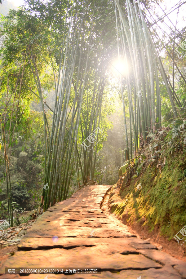 阳光,竹林,石板小路