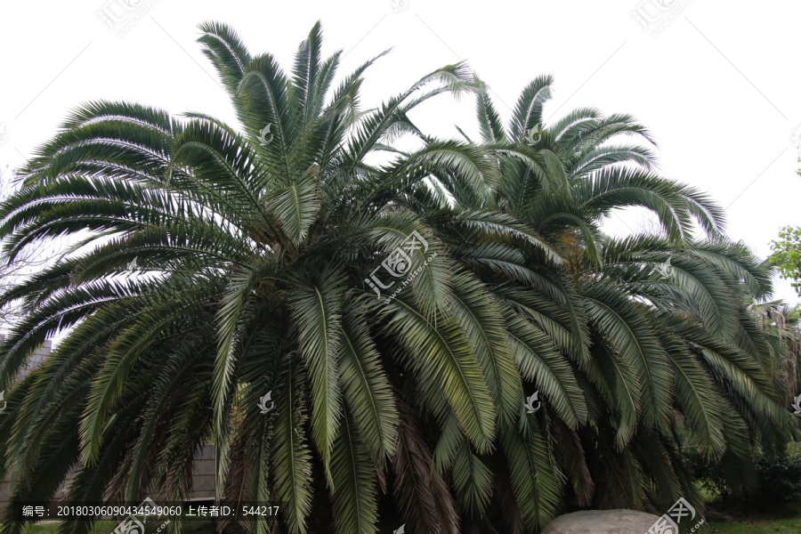 南方棕榈树