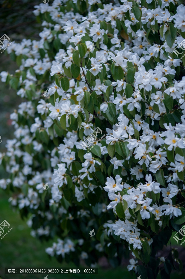 茶花