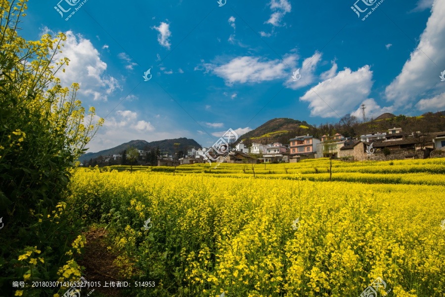 油菜花