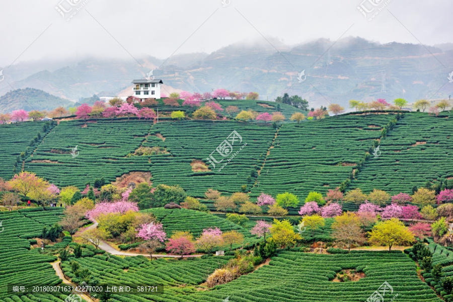 樱花圣地,永福樱花园