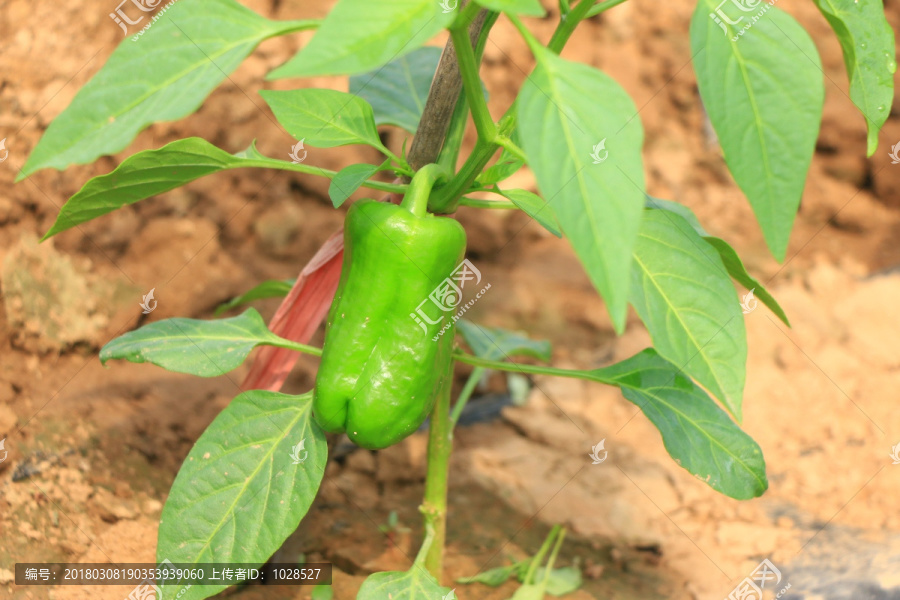 青椒种植