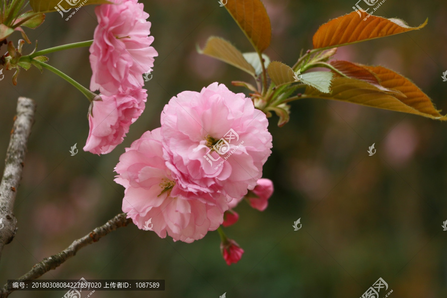 樱花