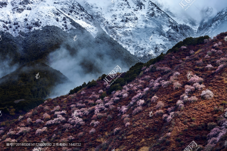 雪山上的桃花