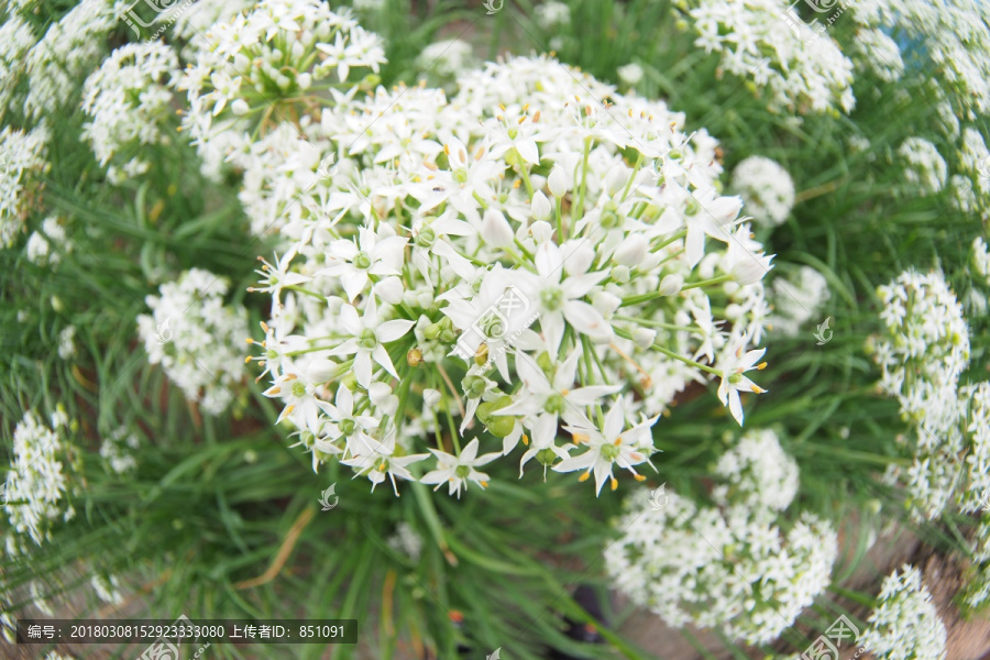 香草花海