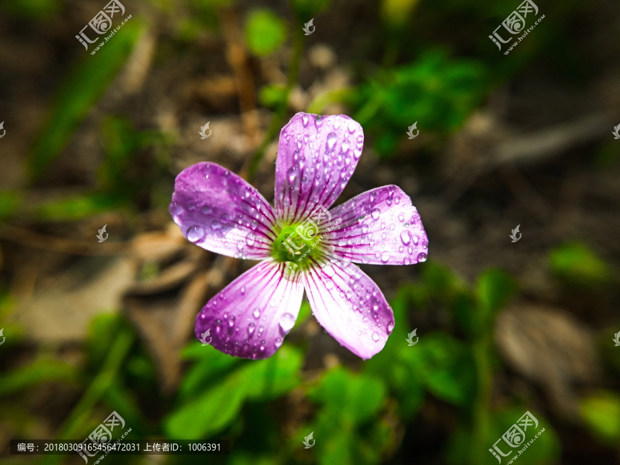 酸浆草花