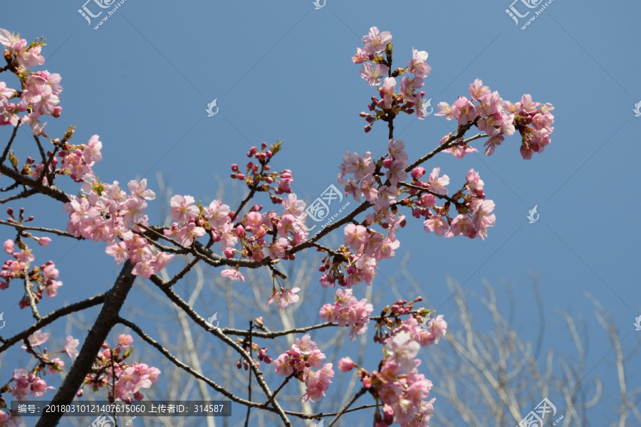 櫻花