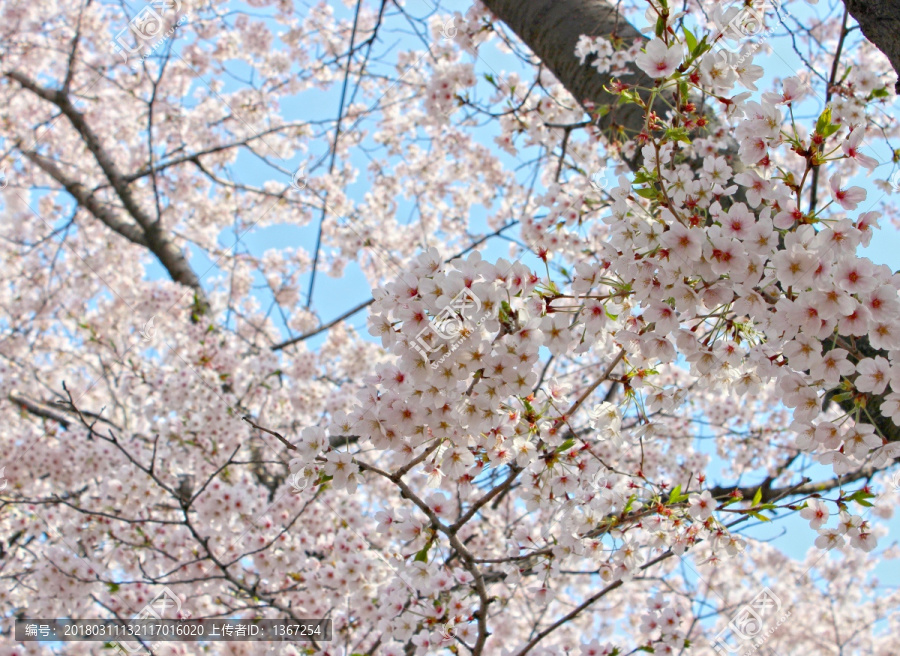 樱花树