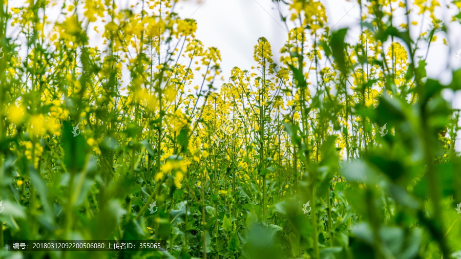 油菜花