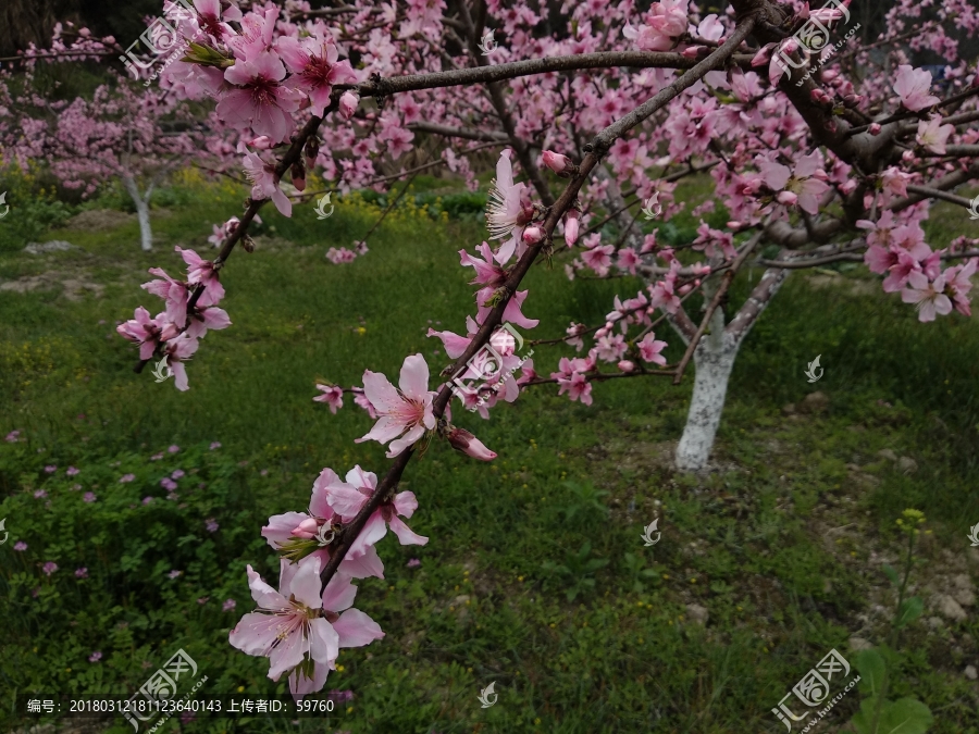 美丽桃花