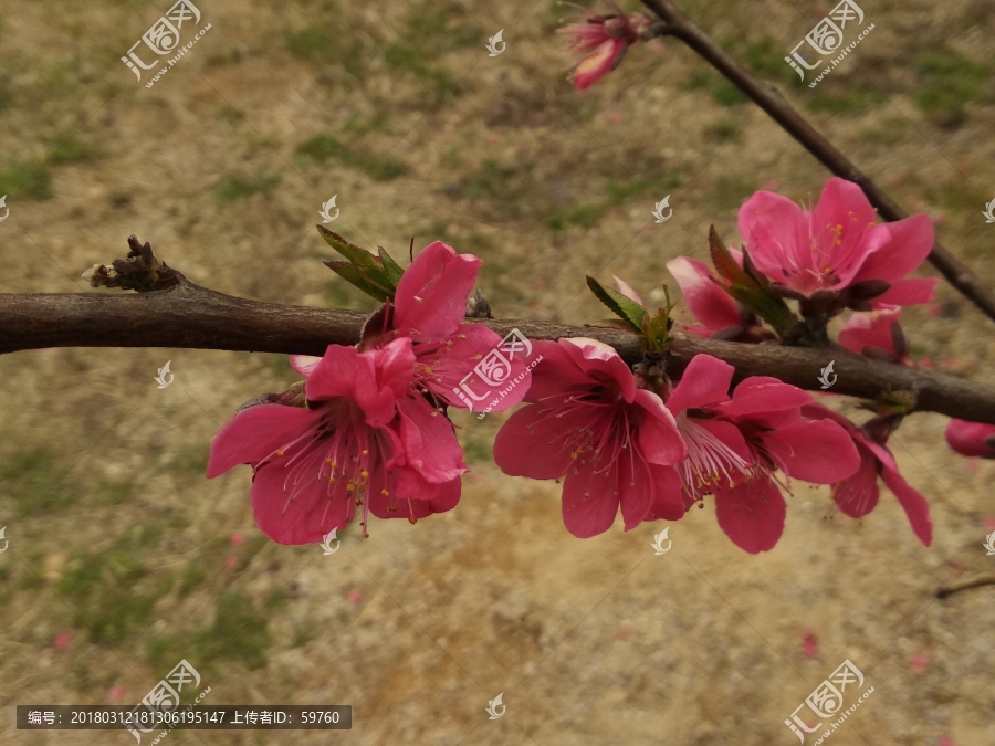 美丽桃花