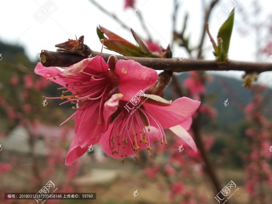 美丽桃花