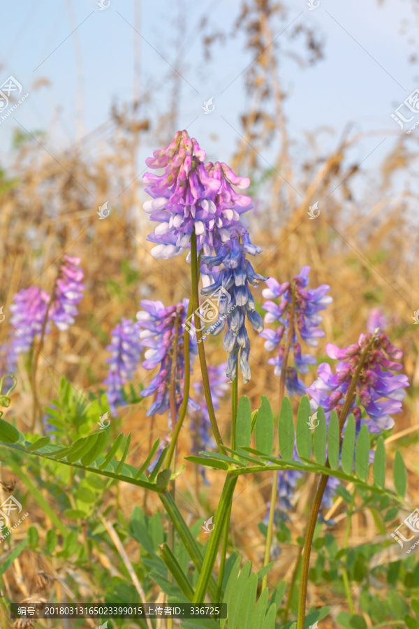 紫色山花,紫色野花