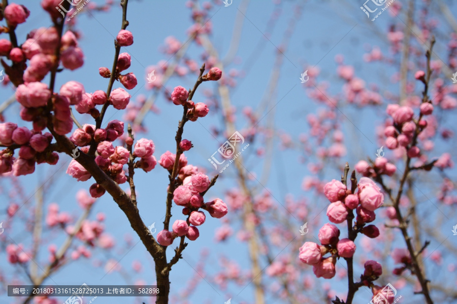 梅花花苞