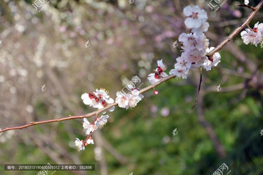 一枝梅花