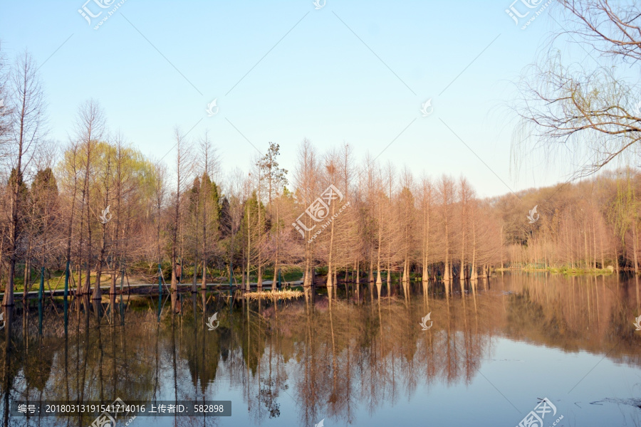 水杉美景