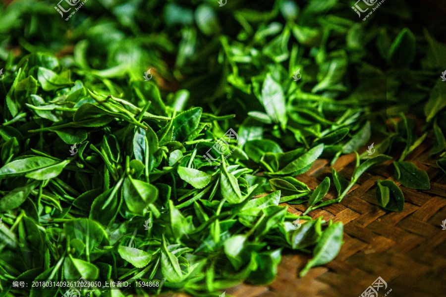 绿茶,茶鲜叶,茶园,茶素材