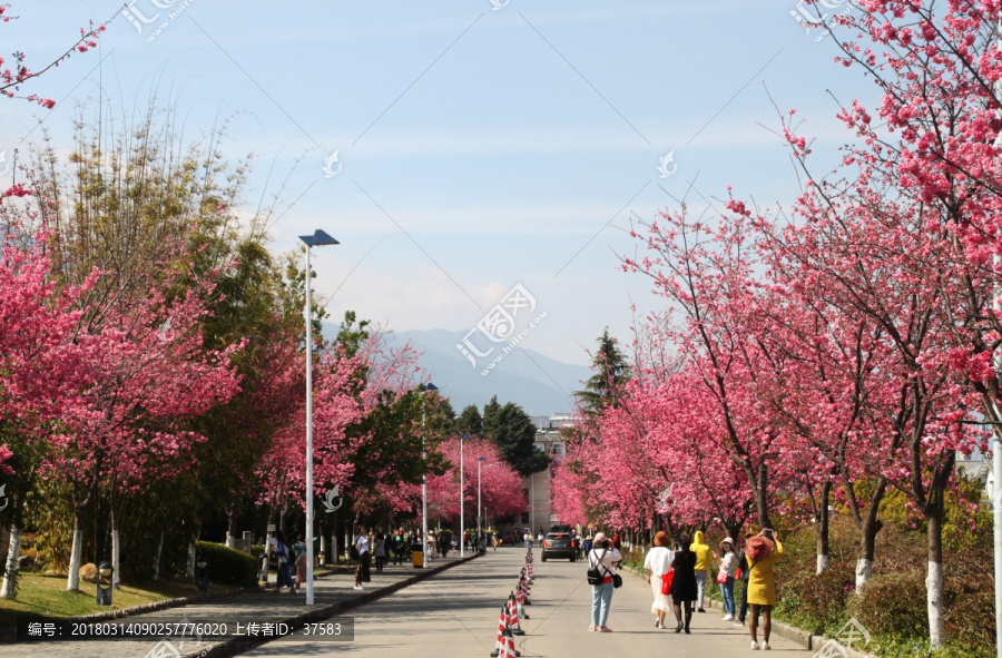 大理大学樱花