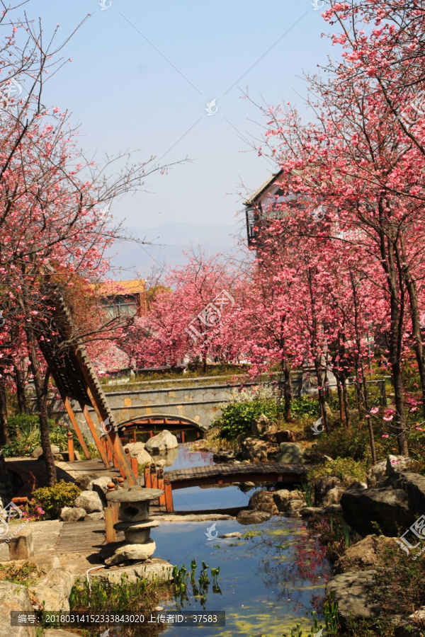 大理山水间樱花