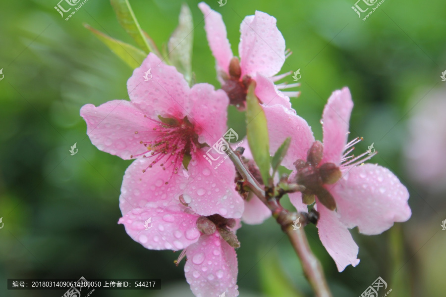 露水下的樱花花朵