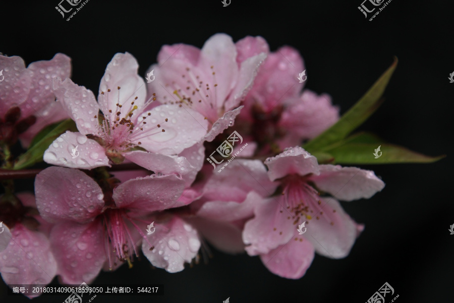 雨中的樱花花花朵朵