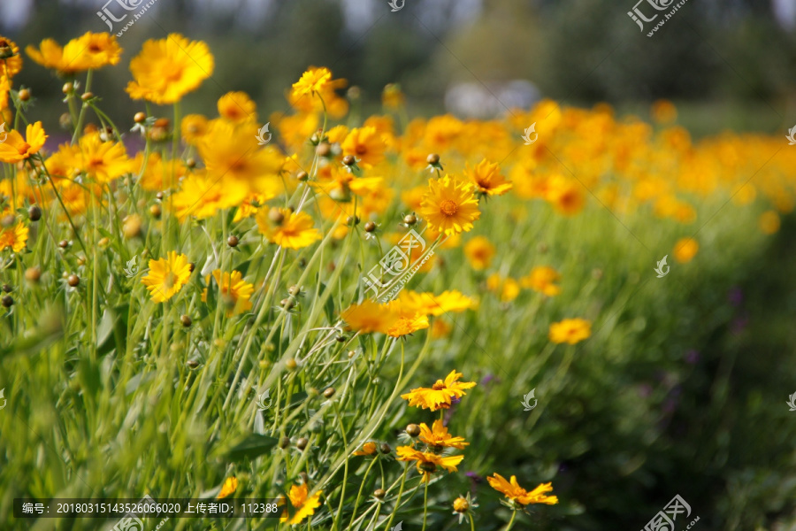 堆心菊 黄色 夏天 花卉 植物