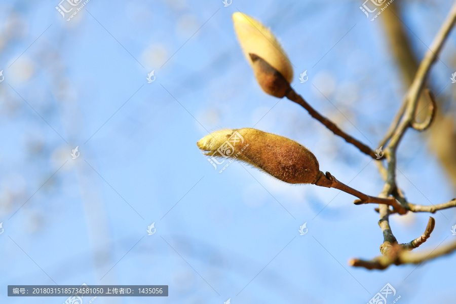 望春花苞,白玉兰花苞