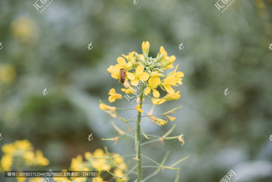 油菜花,蜜蜂